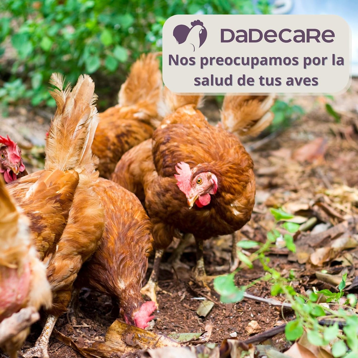 Federpicare - Suplemento para Picaje y Canibalismo en Gallinas y en Aves 500g